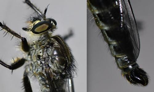 Réf. 285 778 : Machimus cyanopus